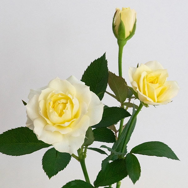 品種名COMING SOON